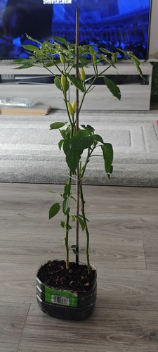 Chilli plant - chilli,
