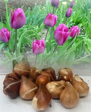 IN STOCK. 100 ATILLA TRIUMPH