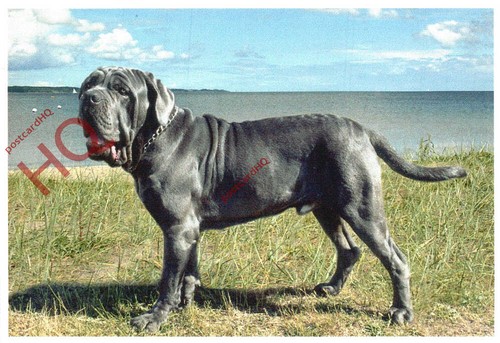 Picture postcard dog - picture, postcard::dog