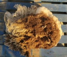 Whole lambs Fleece - Brown Shetland Lambswool Fleece - Spinning - Happy Sheep