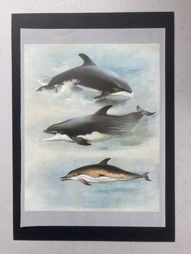 Vintage british mammal print - british,