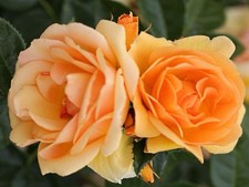 QUEEN BEE ROSE- Amber Yellow