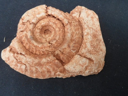 Ammonite fossil polished on - -,