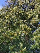 10 Cell Grown Sweet Chestnut