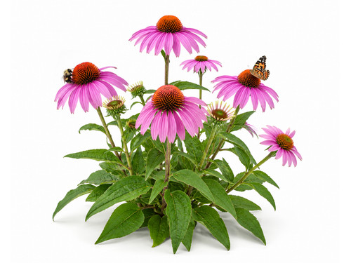 Purple coneflower seeds - purple,
