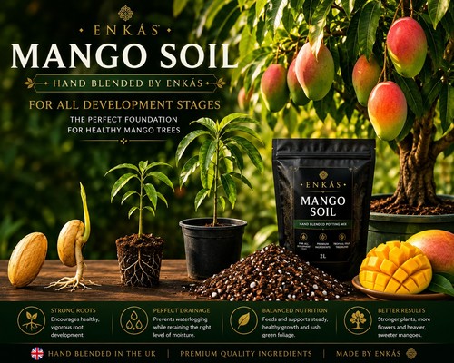 Mango potting soil - mango,