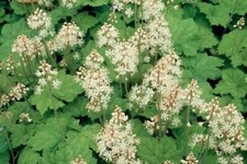 Tiarella cordifolia foam - tiarella,