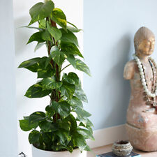 Indoor House Plant, Devil's Ivy Epipremnum Aureum, air purifying, 12cm pot