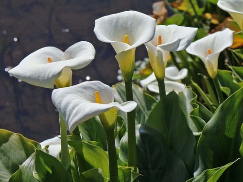 Zantedeschia aethiopica white - aethiopica,,
