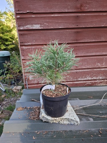 Pinus sylvestris lodge hill - sylvestris,