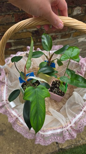 Plant bundle florida - bundle,