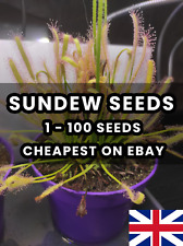Carnivorous Plant Drosera Capensis - Cape Sundew Seeds White Form Fresh Seeds