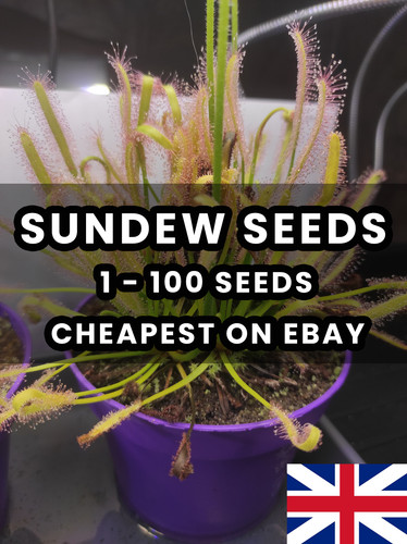 Carnivorous plant drosera - carnivorous,