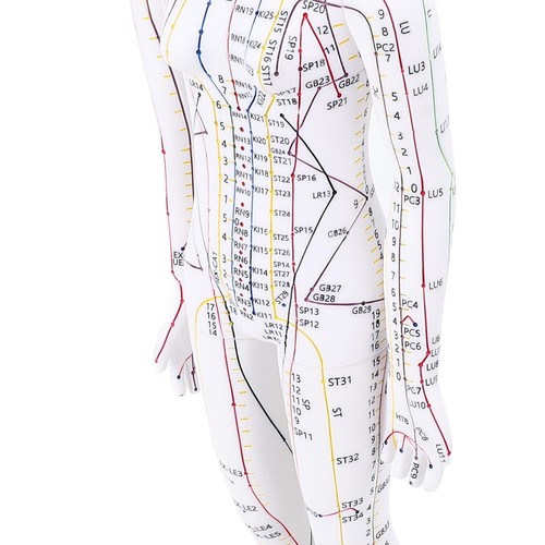 Full body acupuncture - body,