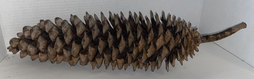 Giant sugarpine pine cone - giant,