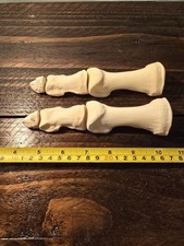 Camel Foot Toe Bone Real