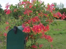 ~MAJOR WHEELER~HONEYSUCKLE