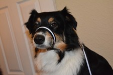 Figure of 8 dog headcollar