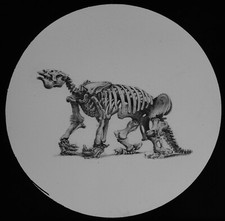 ANTIQUE Magic Lantern Slide