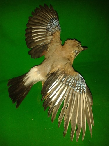 Jay with wings - with, hunting