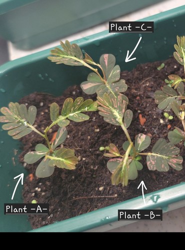 Phyllanthus urinaria pink - phyllanthus,