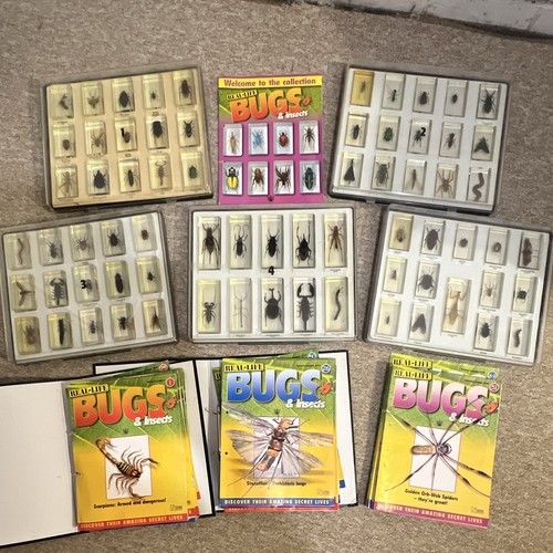 Real life bugs insects - life,