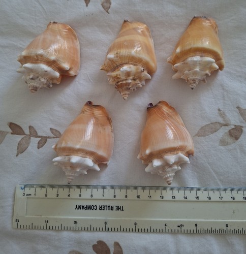 Fighting conch shells - 5,