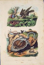 Original Old Antique Print Bird Chicks Snail Tonnes Torcol Tornatelle