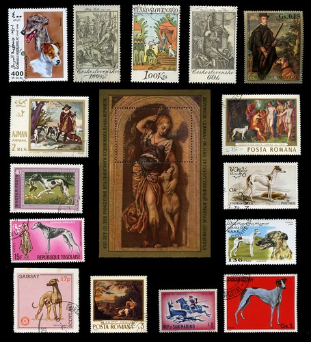 Greyhound dog international - greyhound,