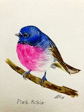Bird Scarlet Pink Robin