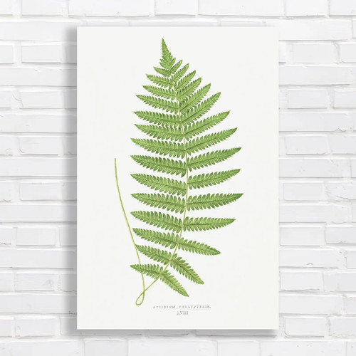 Botanical fern leaves original - botanical,
