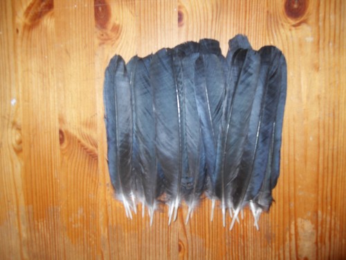 Crow tail feathers fly - 20, feathers,fly