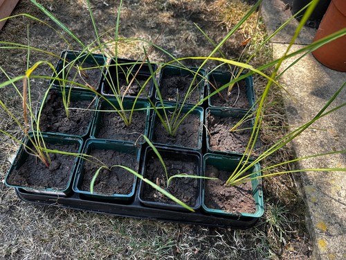 Palm plants year - -,