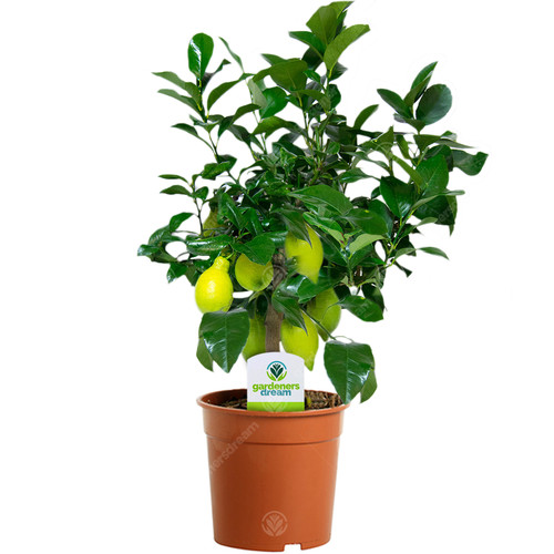 Citrus lemon plant house - -,