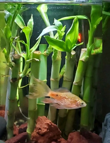 Lucky bamboo aquarium water - 10,