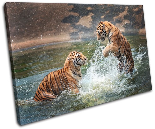 Tigers playing animals single - playing,