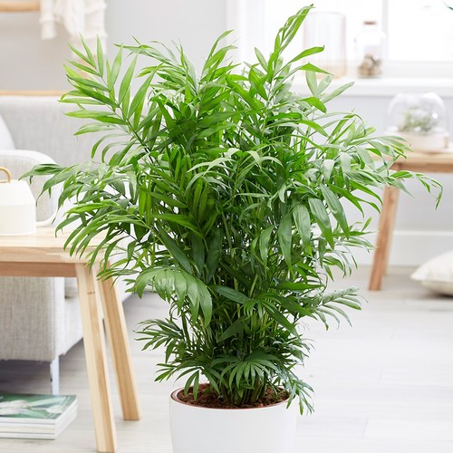 55cm parlour palm - 55cm,