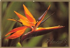 Postcard Hawaii Flowers Blossom Bird of Paradise Strelitzia Starter Plant