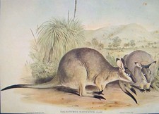 Original Old Antique Print