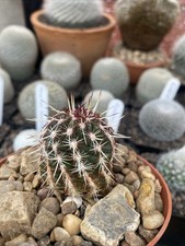 Echinocereus Viridiflorum