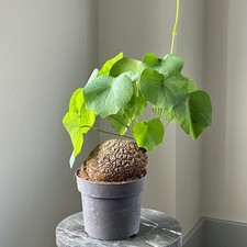 Stephania suberosa, Stephania