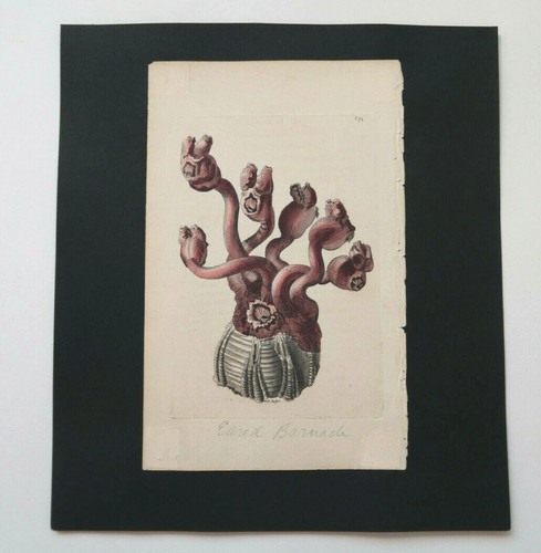 Shaw nodder eared - &, barnacle