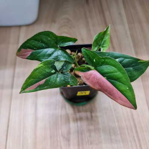 Rare syngonium red - rare,