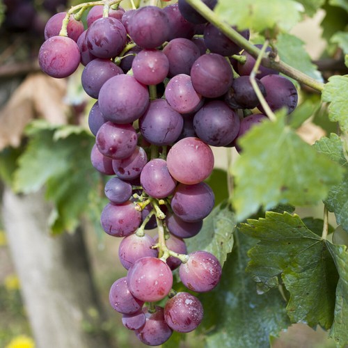 Fruit vine plant black - plant,,