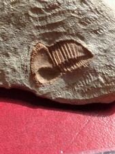 Trilobite, Fossil, Ordovician