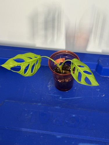 Swiss cheese neon green plant - cheese,
