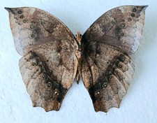 Leaf Mimic Large Butterfly Set