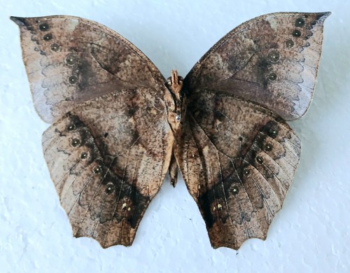 Leaf mimic large - butterfly, set