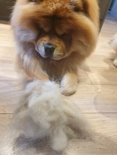 Dog Fur Fleece 70g., Chow Chow