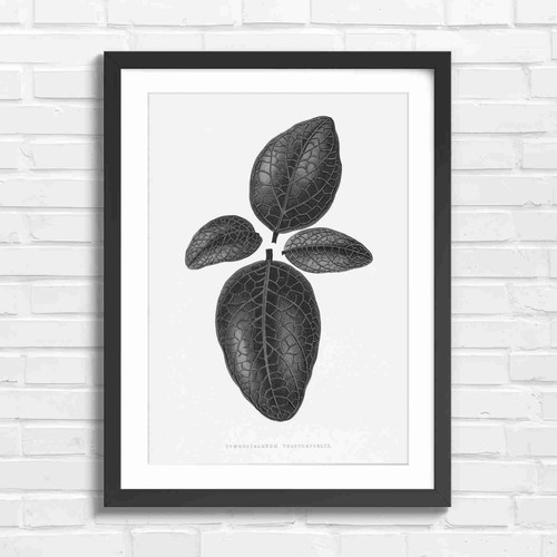 Vintage botanical red veined - botanical,